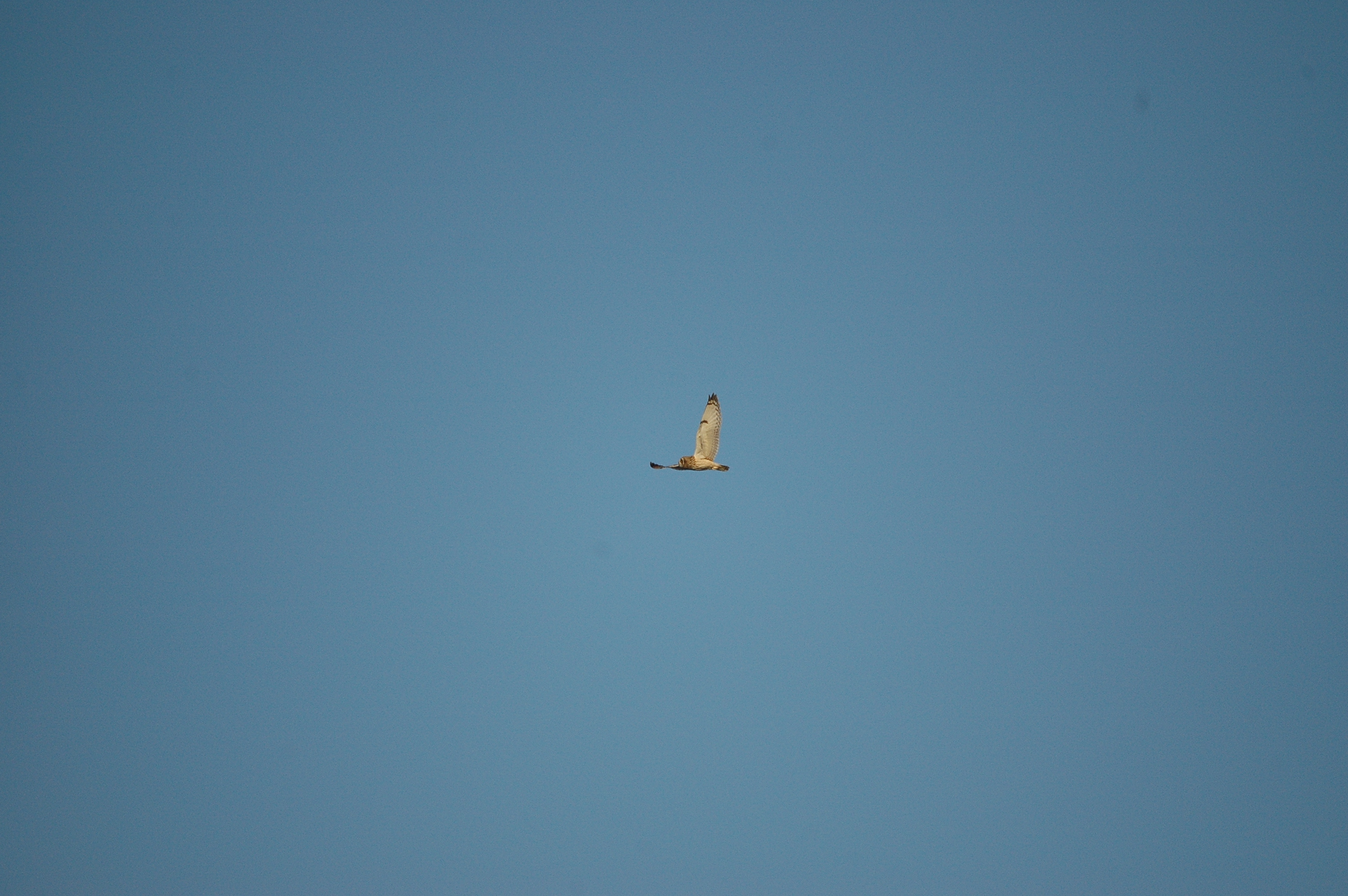 photos/wildlife/Bird_Species/085-Typical_Owls/2826-Short-eared Owl/DSC_4763.JPG